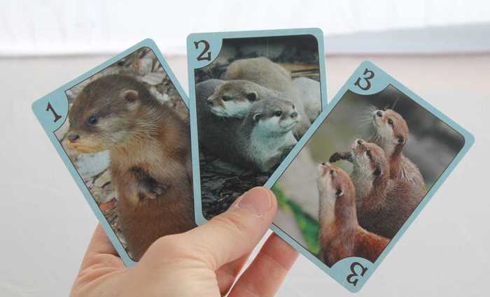 otters_cards